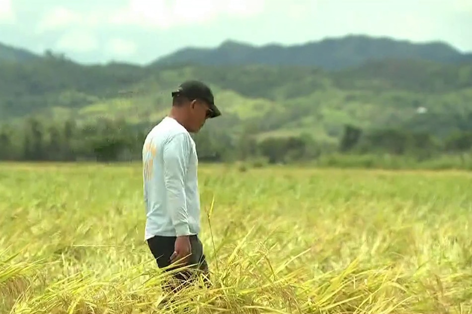 Nueva Ecija farmers reel from impact of typhoon Karding