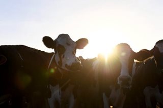 Buwis sa dighay: NZ farmers protest livestock burp tax