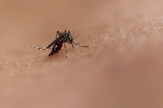 DOH: Dengue cases up 191 pct from Jan. 1 - Oct. 1