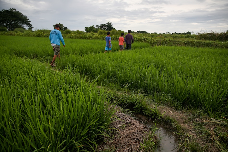 Rice fields get ready for harvesting in the coming month in Guimba, Nueva Ecija, on September 02, 2019. Jonathan Cellona, ABS-CBN News