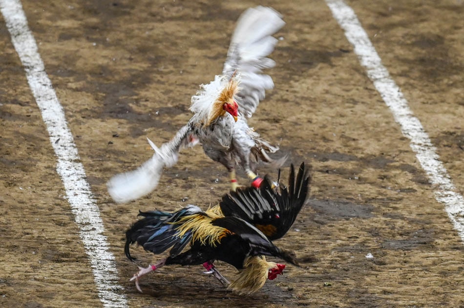 Roosters fight during a match at the San Pedro Coliseum in Laguna province, Aug. 26, 2022. Jam Sta. Rosa, AFP/File