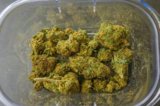 Umano'y high-grade marijuana nasamsam sa Paranaque