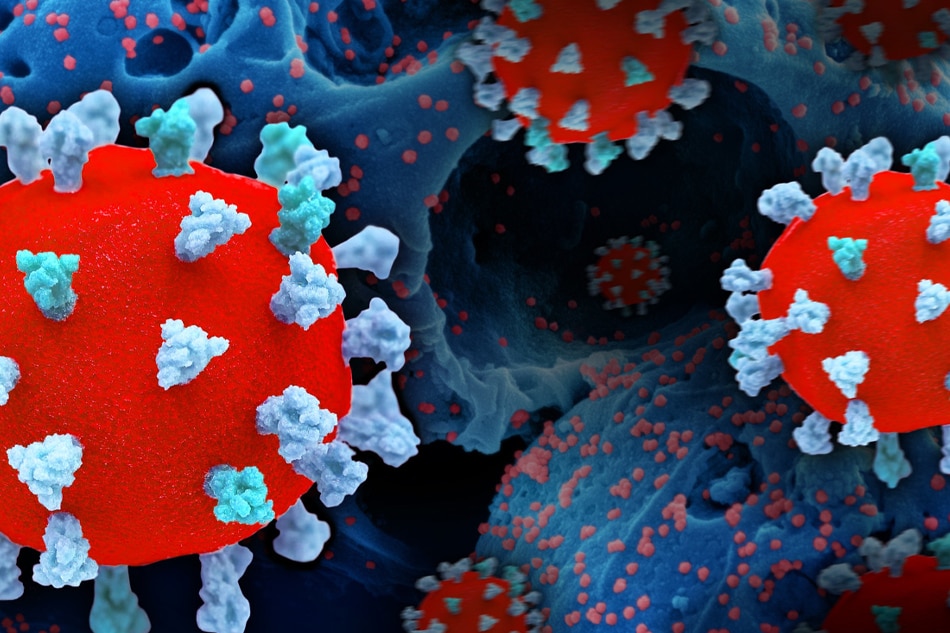 Creative rendition of SARS-CoV-2, displaying 3D prints of virus particles (colorized red and teal/blue; the red virus surface is covered with teal/blue spike proteins that enable the virus to enter and infect human cells), and a background image that is a colorized scanning electron micrograph of a cell (blue) infected with the Omicron strain of the virus (red). Note: not to scale. Credit: NIAID