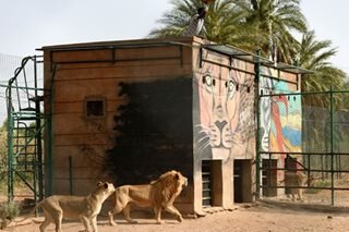 Lions killed after escape bid from Sudan paramilitaries