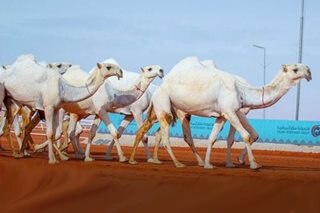 Hot milk, grooming for camels at Saudi luxury ‘hotel’