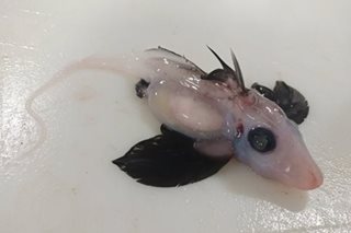 Rare baby ghost shark discovery delights NZ scientists