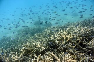 Australia declares 'mass bleaching' at Great Barrier Reef