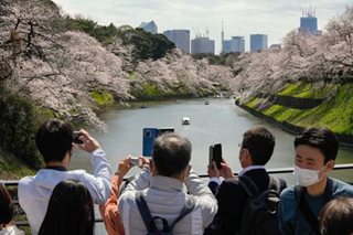 Tokyo banks on cherry blossom peak as foreign tourists return