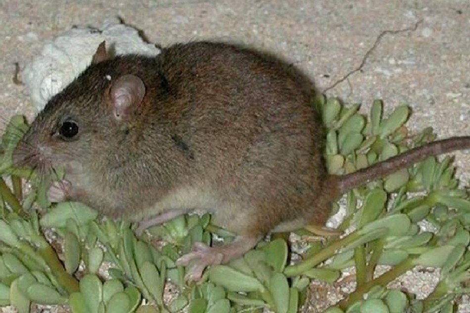 Bramble cay melomys Melomys rubicola. In 2016 declared extinct on Bramble cay, where it had been endemic, and likely also globally extinct, with habitat loss due to climate change being the root cause. Image by Government of Queensland, Australia, Department of Environment and Heritage Protection