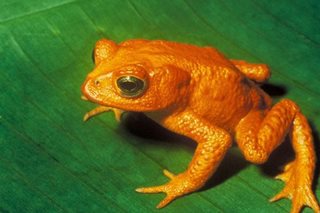 Golden toad extinction heralds climate change threat