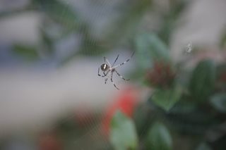 Why these male spiders catapult away after mating