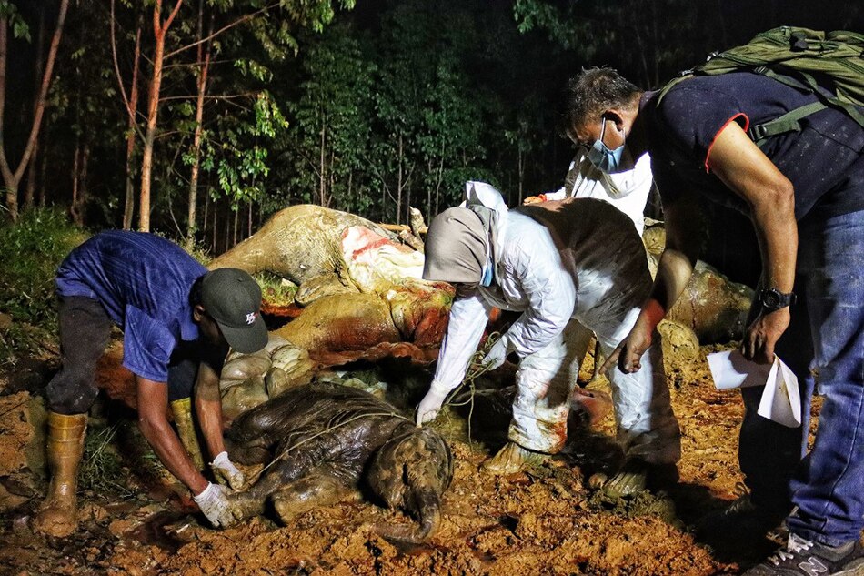 This handout photo taken and released on May 26, 2022 by the Riau Conservation of Natural Resources shows veterinarians examining the carcass of a dead Sumatran elephant and its unborn baby in Bengkalis, Riau province. A pregnant and critically endangered Sumatran elephant and its unborn baby were found dead from suspected poisoning in western Indonesia on May 26, a local official said. Riau Conservation Of Natural Resources Handout via AFP