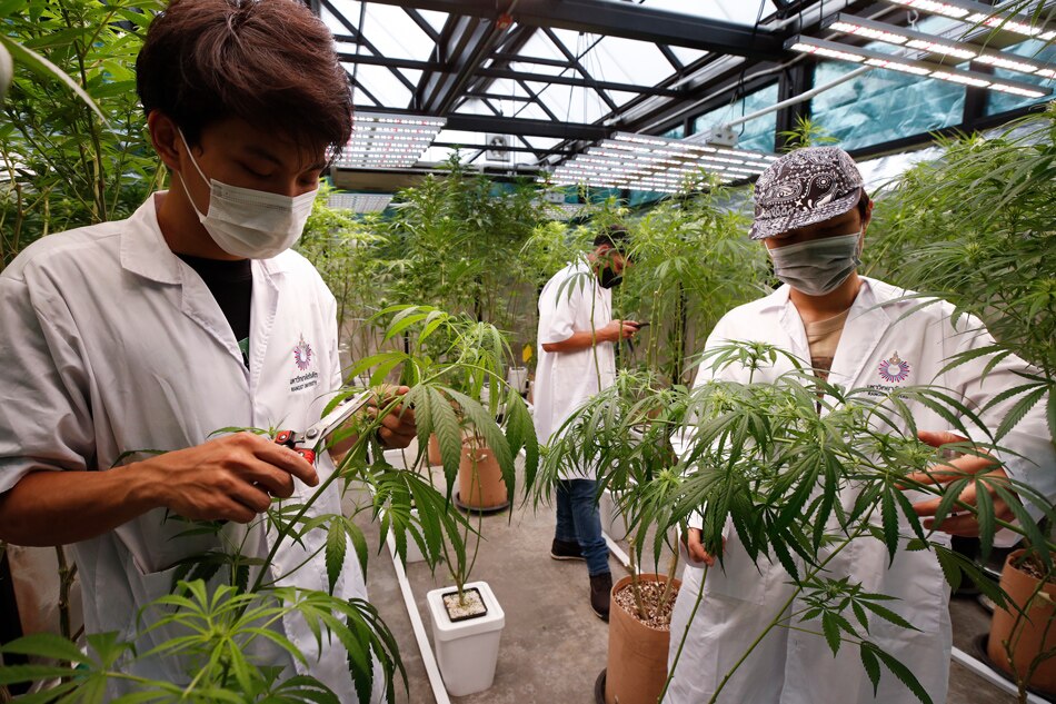 Thai students prune cultivated marijuana plants inside a greenhouse as part of the country's first 'Cannabis Knowledge Management' education program at Rangsit University in Bangkok, Thailand, Feb. 10, 2022. Rungroj Yongrit, EPA-EFE
