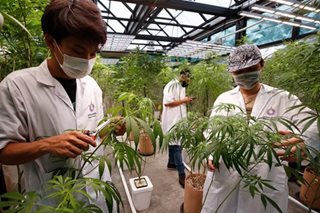 Thailand further decriminalizes non-recreational cannabis use