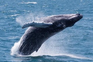 Protecting whales in Massachusetts