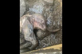 Canadian gold miners find rare mummified baby woolly mammoth