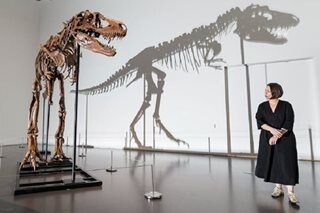 Gorgosaurus tipped to fetch $8 million at NY auction