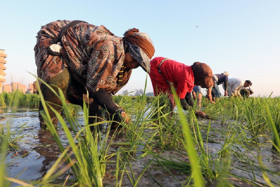 Egyptian farmers plant rice seedling in Egypt's fertile Delta in Tanta, Algharbeya governorate, 100 km from Cairo, Egypt, 22 June 2022. Khaled Elfiqi, EPA-EFE