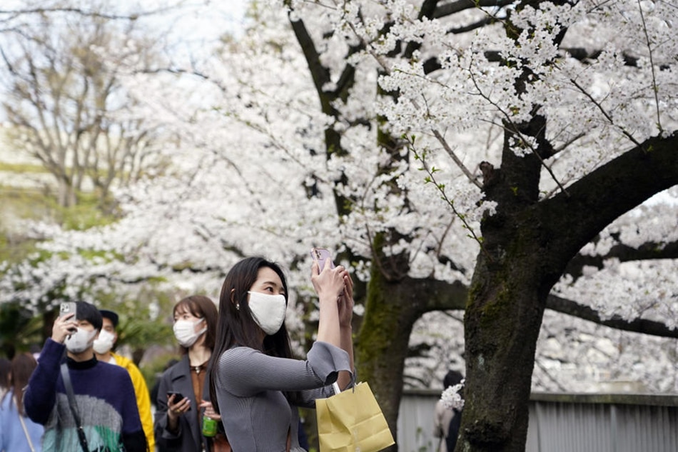 People enjoy viewing and taking photos of cherry blossoms in full bloom in Tokyo, Japan, on March 27, 2022. Franck Robichon, EPA-EFE/file
