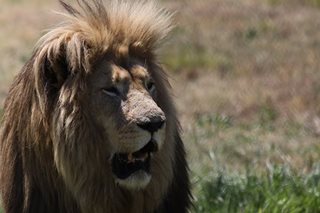 Circus lion escapes in Italian seaside town
