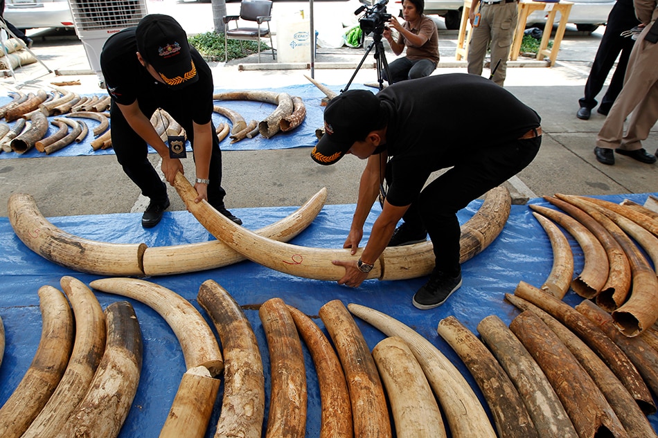 Thai customs officers check confiscated smuggled African elephant tusks during a press conference at the Customs Department in Bangkok, Thailand. EPA/RUNGROJ YONGRIT/FILE PHOTO