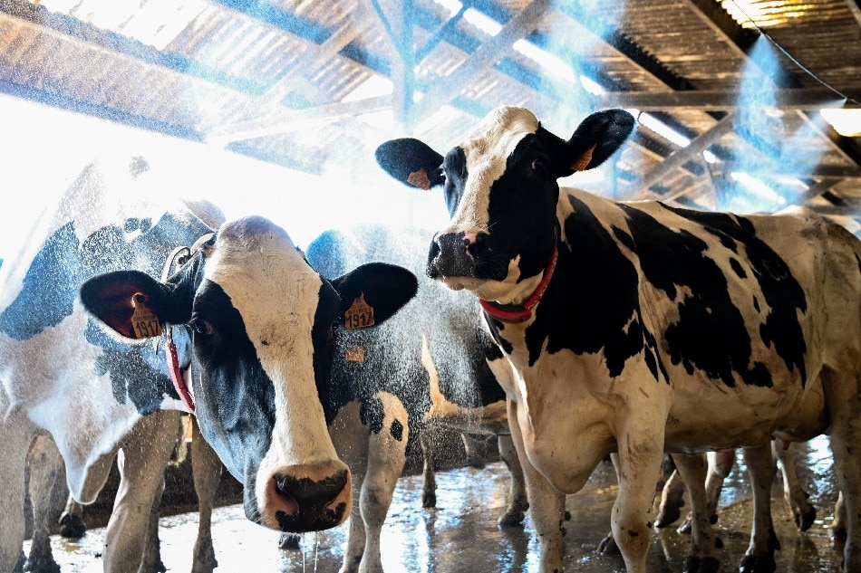 Dairy cows cool off under water atomizers in a farm barn of Vire-en-Champagne, northwestern France, on July 14, 2022. France is witnessing a second heatwave in less than a month, 'a sign of climate change and hotter summers to come where 35 degrees will be the norm' said the French weather broadcast company Meteo France. Jean-François Monier / AFP