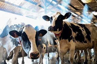 French farms use huge fans to keep dairy cows cool