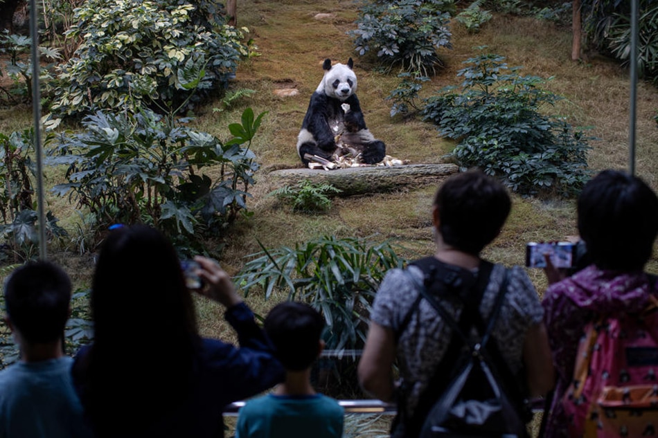 Visitors take photographs of giant panda An An eating bamboo shoots in its enclosure at Ocean Park in Hong Kong, China, Sept. 18, 2020. Ocean Park announced with sadness that An An, the world's oldest male giant panda under human care, passed away on July 21, 2022 at the age of 35. Jerp,e Favre, EPA-EFE/File 