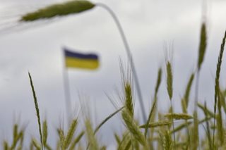 Wheat prices fall to level before Ukraine invasion