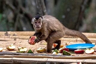 WHO decries Brazil monkey attacks over pox fears