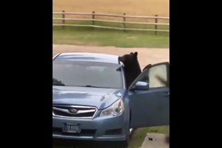 Su-bear-ru: Bear spends night in US couple's car