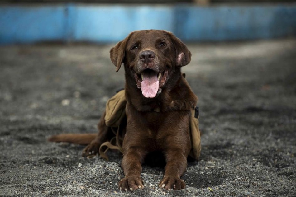 A dog rests before starting his training in Managua, Nicaragua, May 29, 2022. Jorge Torres, EPA-EFE/file