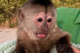A primate suspect: US monkey dials 911