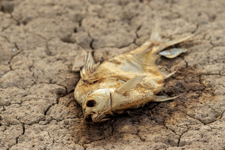 A dead fish lies on the dried Yangtze river bed amid drought, in Jiujiang, Jiangxi Province, China on Aug. 23, 2022. East China Jiangxi Province has been experiencing severe drought since July 15. Alex Plavevski, EPA-EFE