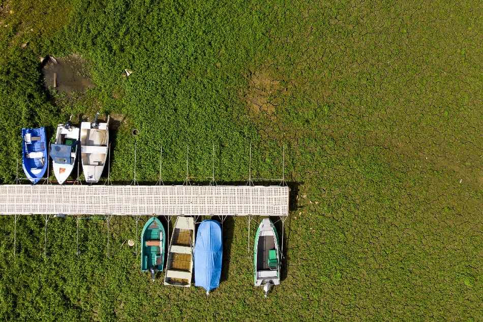 Stranded boats are trapped in mud covered with greenery on the dried out shore of the Lac des Brenets 