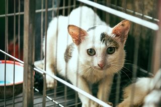 Savage cat meat trade: Gang in China that lures felines with live sparrows arrested