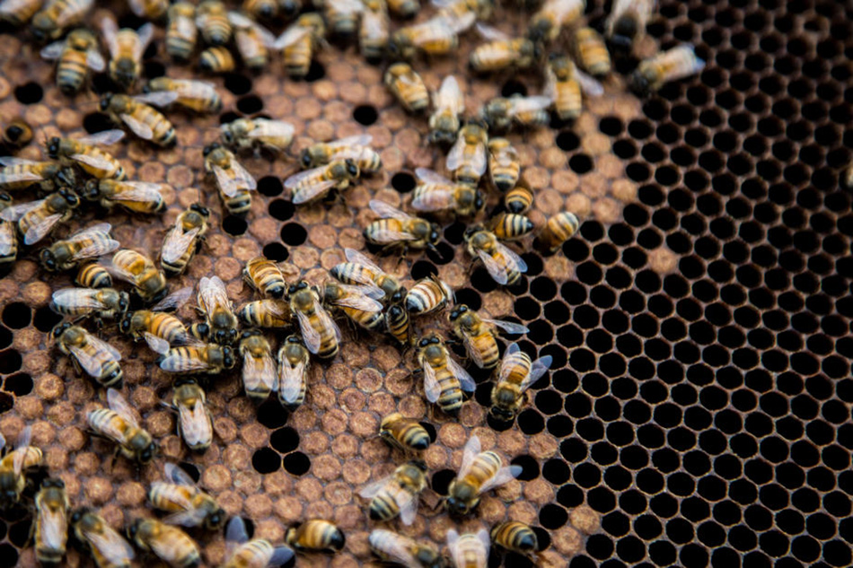 Bees seen in a hive in Manhattan in New York, August 19, 2020. Alba Vigaray, EPA-EFE