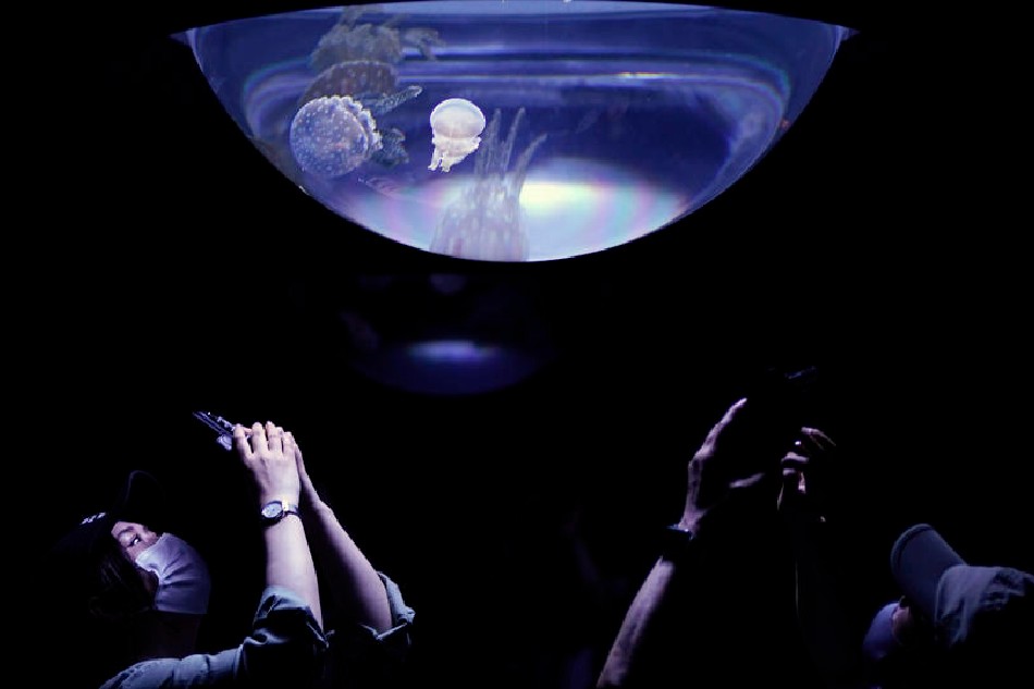 Visitors take pictures of jellyfish swimming in a tank at Sunshine Aquarium in Tokyo, Japan, July 9, 2020. Turritopsis dohrnii (not pictured) is the only jellyfish that can live forever. Franck Robichon, EPA-EFE 