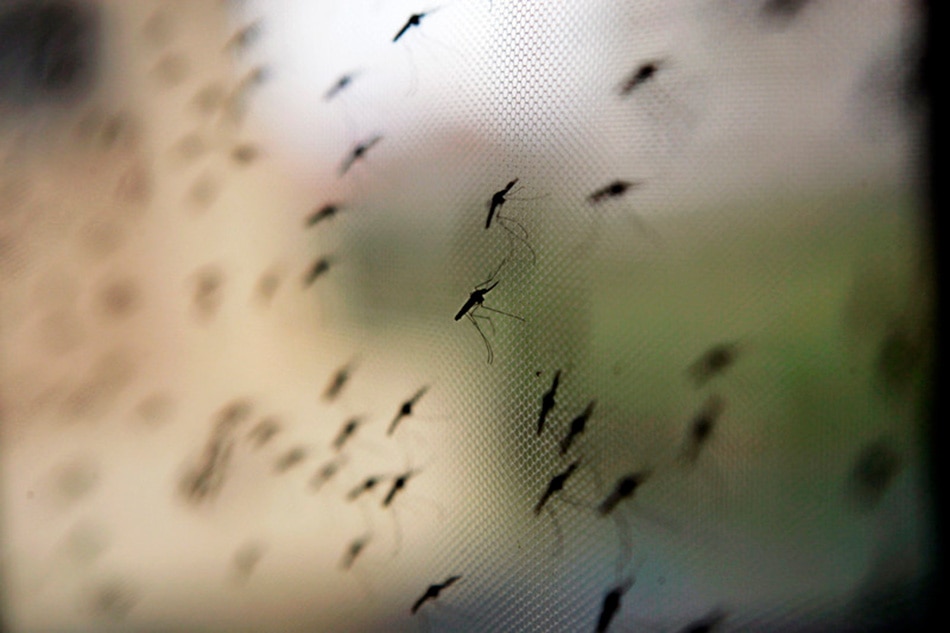 Anopheles gambiae mosquitos, a vector for the malaria parasite, hang on a net at the International Centre for Insect Physiology and Ecology insect research facility in Nairobi, Kenya, April 23, 2008. Stephen Morrison, EPA-EFE/file
