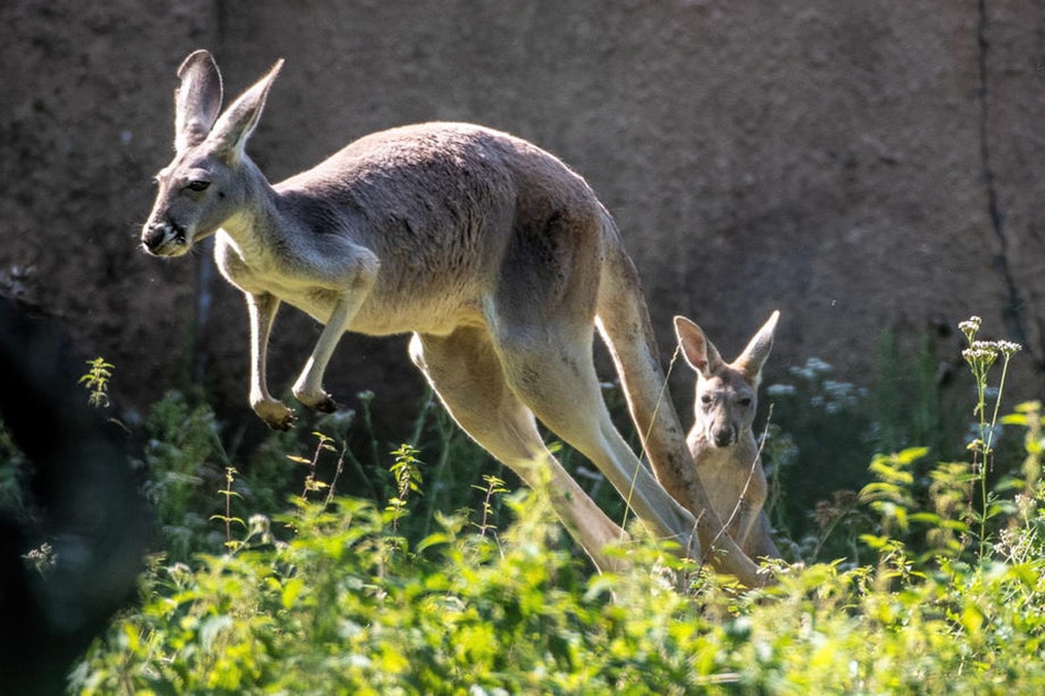 A young kangaroo in its enclosure at the zoo in Lodz, central Poland, Sept. 9, 2020. Grzegorz Michalowski, EPA-EFE/File 