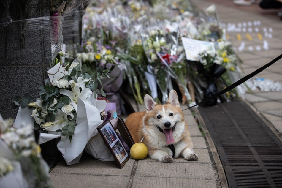 A Pembroke Welsh Corgi dog named Neville rests next to floral tributes for Britain's late Queen Elizabeth II, outside the UK Consulate General in Hong Kong, China, September 12, 2022. Jerome Favre, EPA-EFE