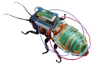 Japanese researchers develop cyborg cockroach