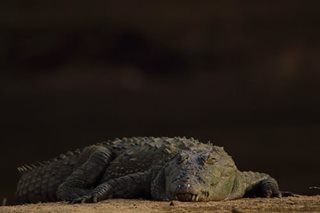 'Vegetarian' temple crocodile mourned in India