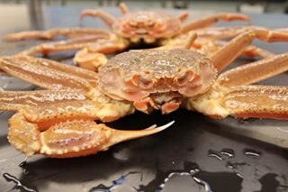 Warming waters 'key culprit' in Alaska crab mass die-off