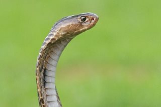 King cobra na tumakas sa enclosure, kusang bumalik