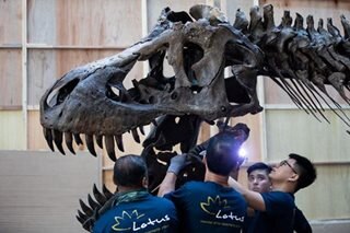 Shen the T. Rex to go on auction