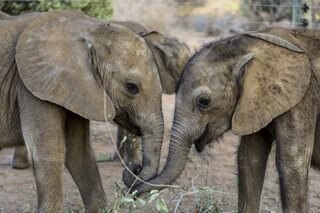 Kenya drought kills more than 200 elephants