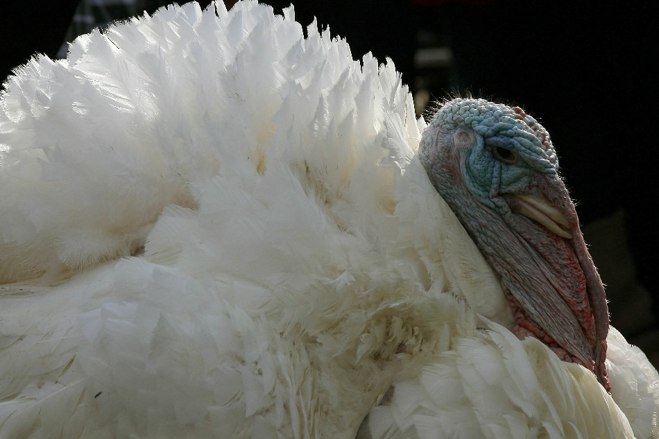 Turkeys are a staple in US Thanksgiving holiday dinners. Win McNamee/Getty Images/AFP