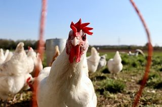 Peru slaughters more than 37,000 poultry after bird flu outbreak