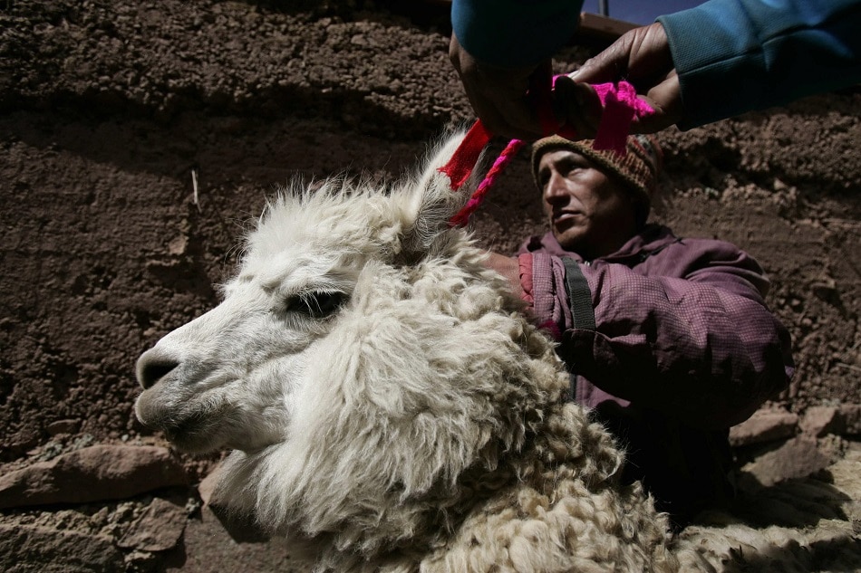 A peasant guides an alpaca to one shed delivered by Peruvian Agriculture and Rural State Office at San Mateo de Huanchar peasant community, in Ticlo, Peru, 26 June 2009, at 5000 meters above sea level. Winter cold, which kills about 20 percent of alpacas at Peruvian mountain range every year, are being provided with 12,300 sheds which has a capacity to provide shelter for 400 animals. EPA/PAOLO AGUILAR